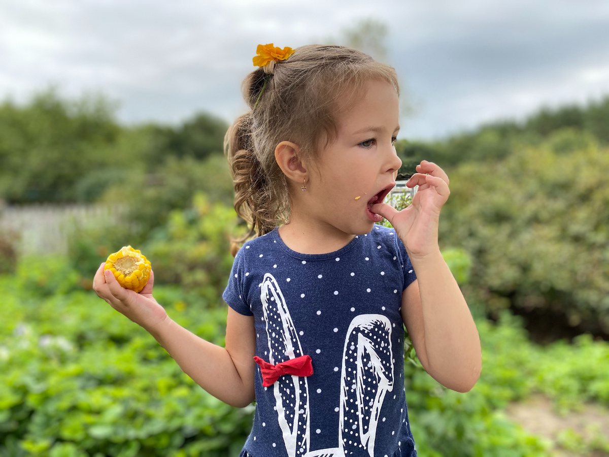 Застряла кукурузка. Фото автора.