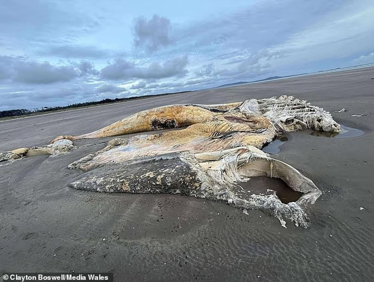    Фото: Daily Mail