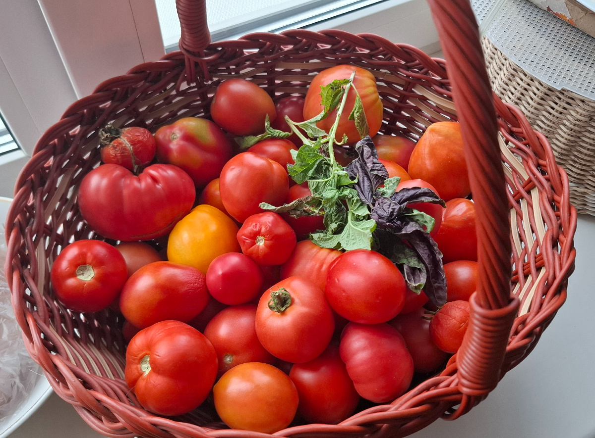 Еще остались помидорки