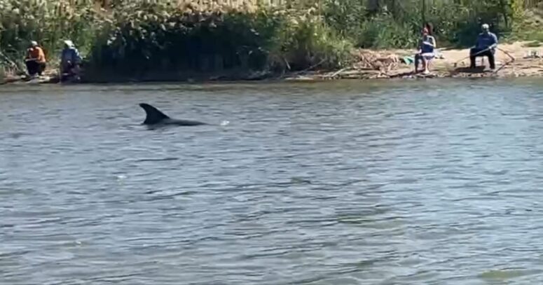    Черноморская афалина в реке Бейсуг / t.me/delfacenter, кадр из видео