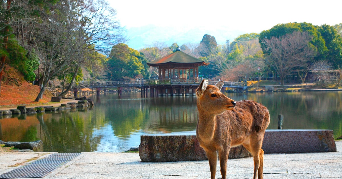 Олени в Наре