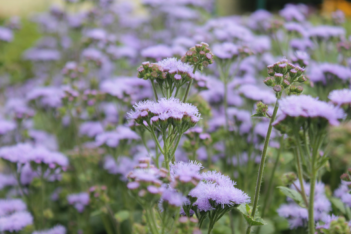 Фото автора/ мой агератум в конце августа
