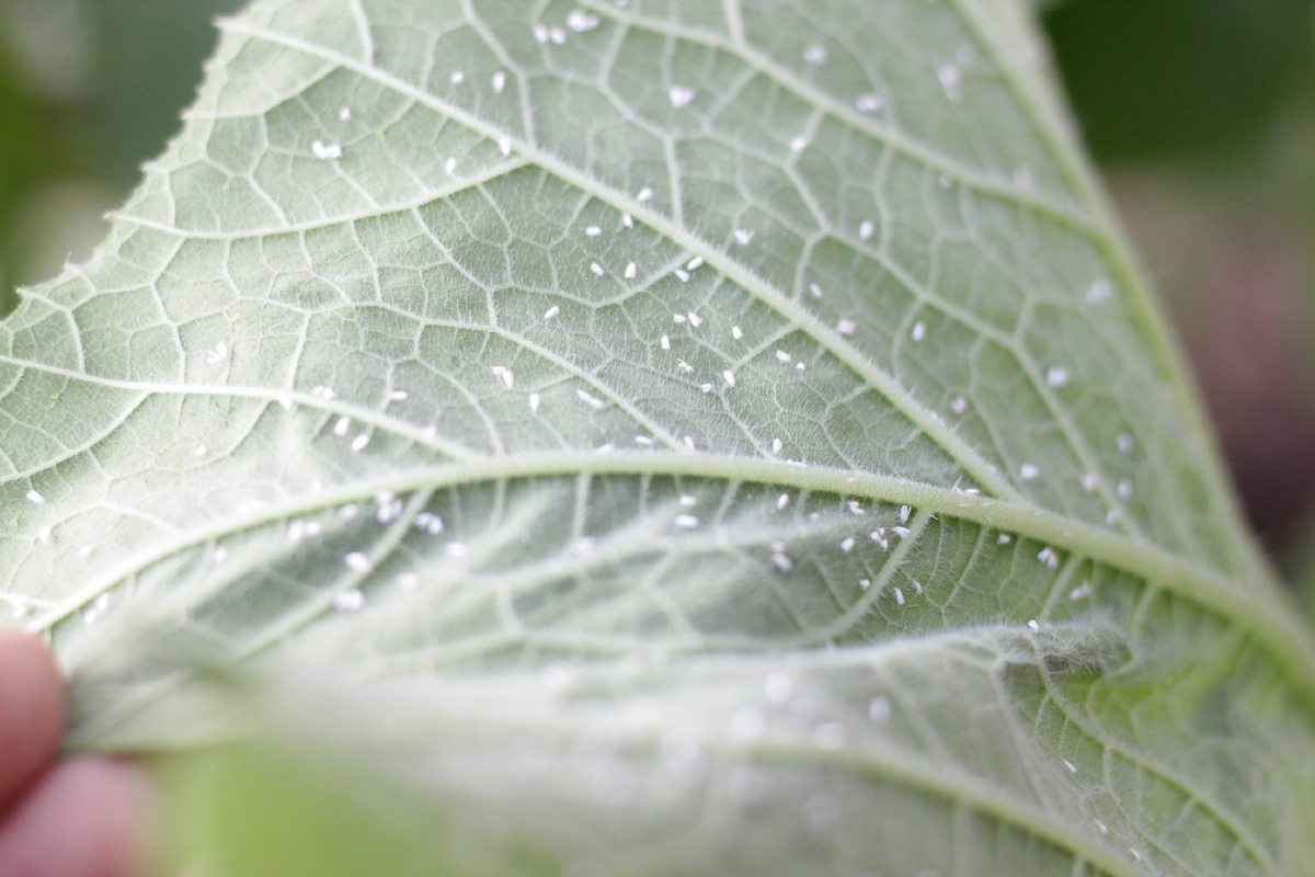Белокрылка на кабачках/ фото автора