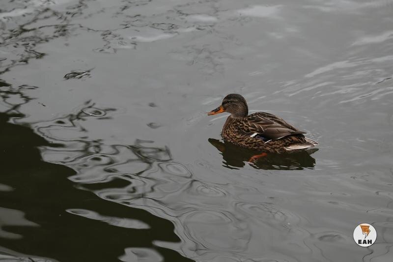    © ЕАН. Архивное фото