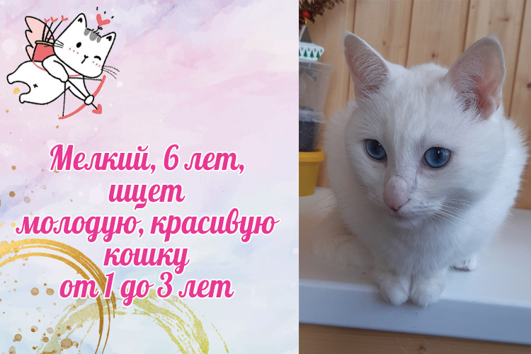 Представление Мелкого.