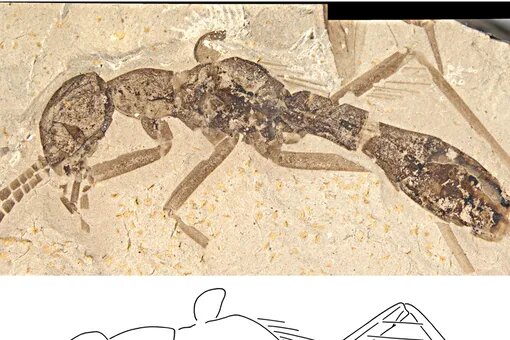 Фото окаменелостей древних тараканов, которые иллюстрируют их долгую историю на Земле.