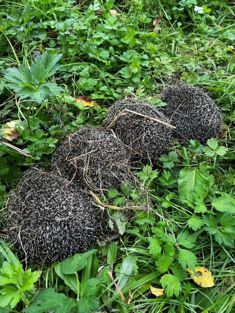 Вот такие богатыри выросли