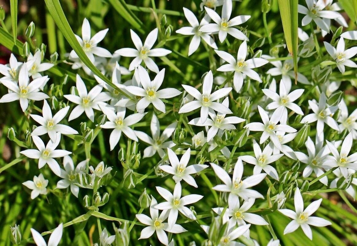 Птицемлечник (орнитогалум) зонтичный