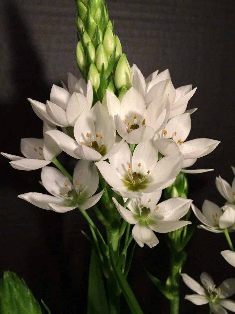 Орнитогалум тирсовый Вайт