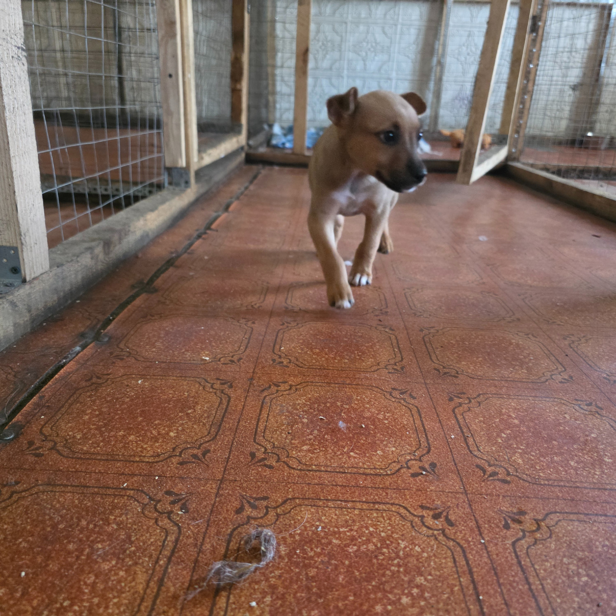 Маленький щенок дрожит в углу вольера, испуганный