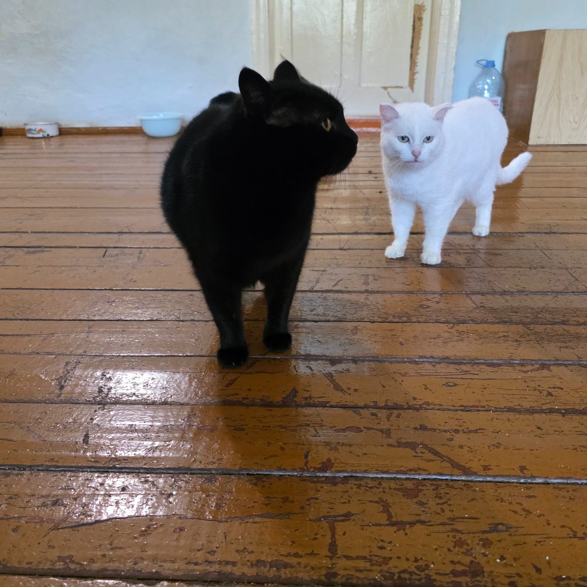 Черный и белый коты - контраст судеб