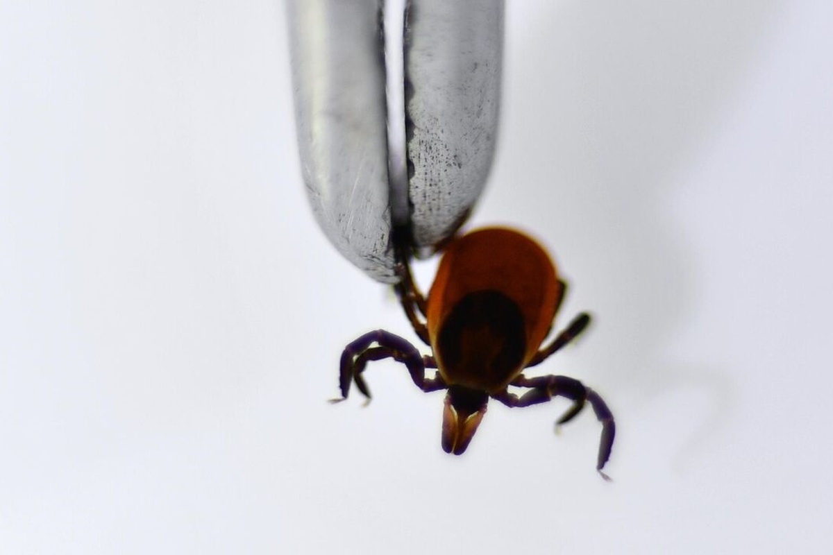    Фото: Павел Лисицын, источник: ria.ru