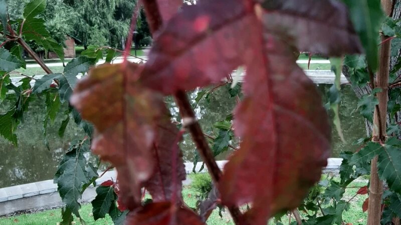     Осень. altapress.ru