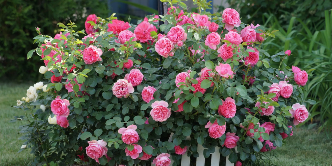 Как уберечь королеву сада: мои проверенные секреты укрытия роз для лютой зимы