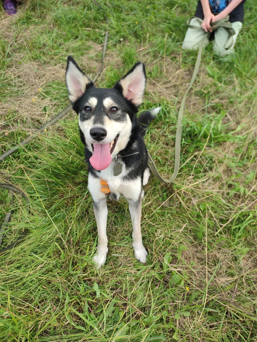 Рози 45 см холке. Метис якутской лайки. Отлично бегает, азартна, подходит для забега детям с 10 лет