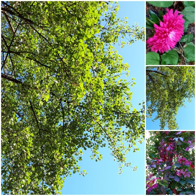 Коллаж автора статьи 08.09.2025г.