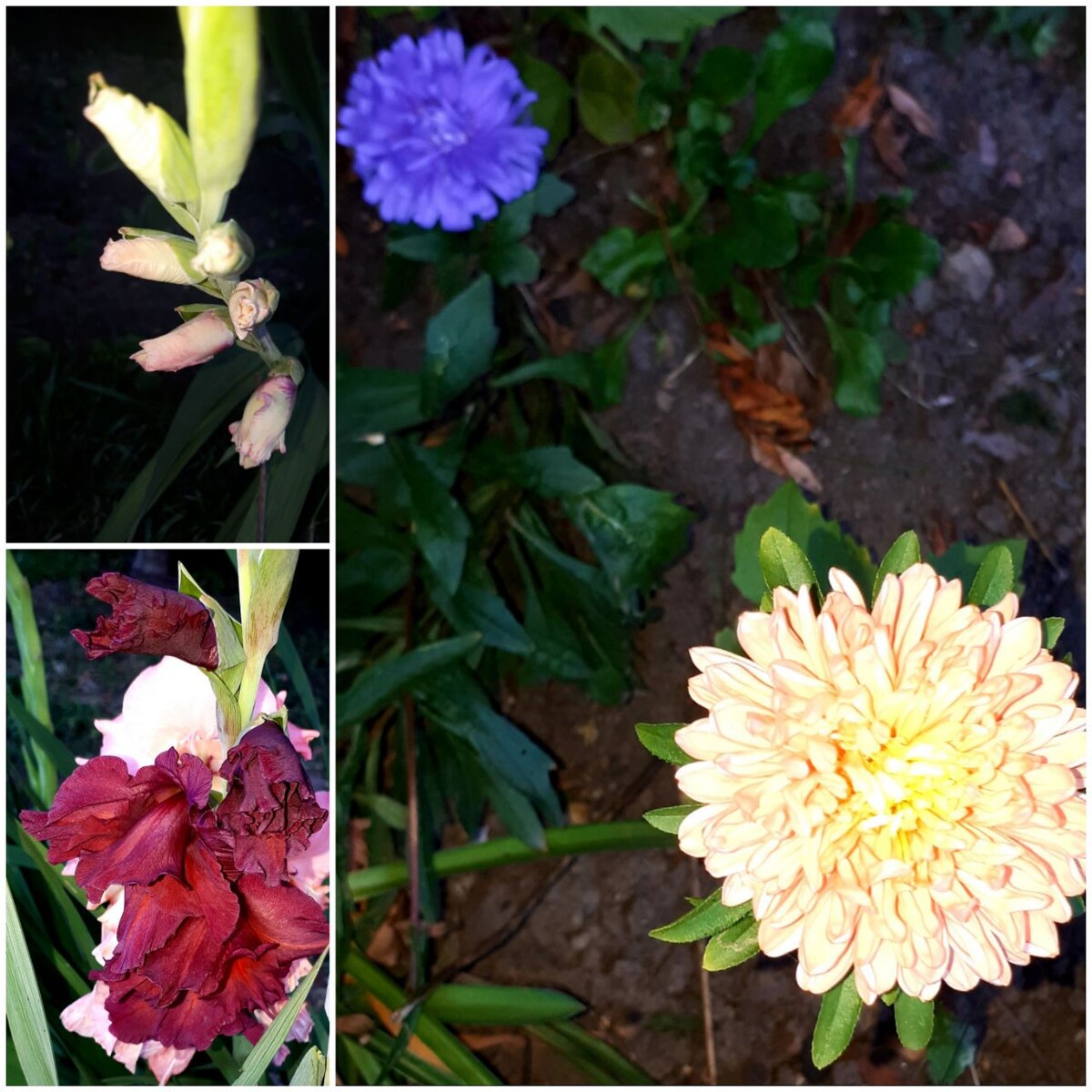 Коллаж автора статьи 08.09.2025г.