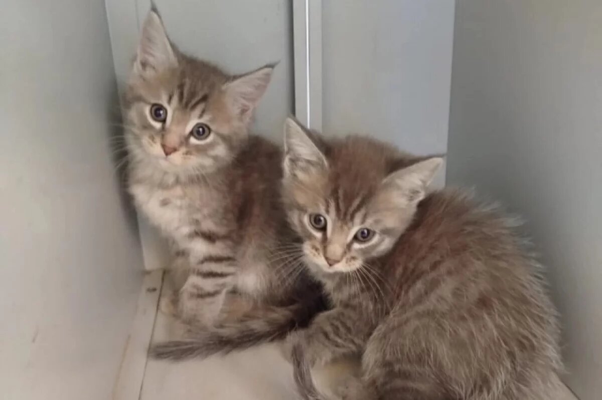    Котята родились в подразделении СВО забайкальцев