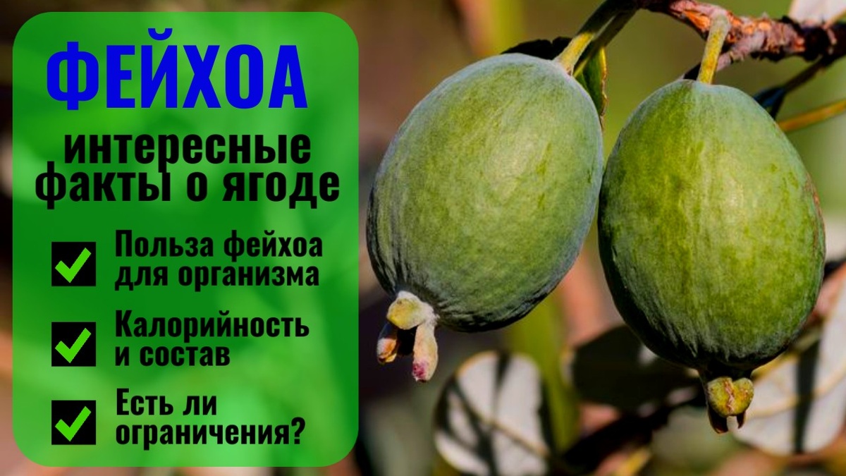 Ягода фейхоа