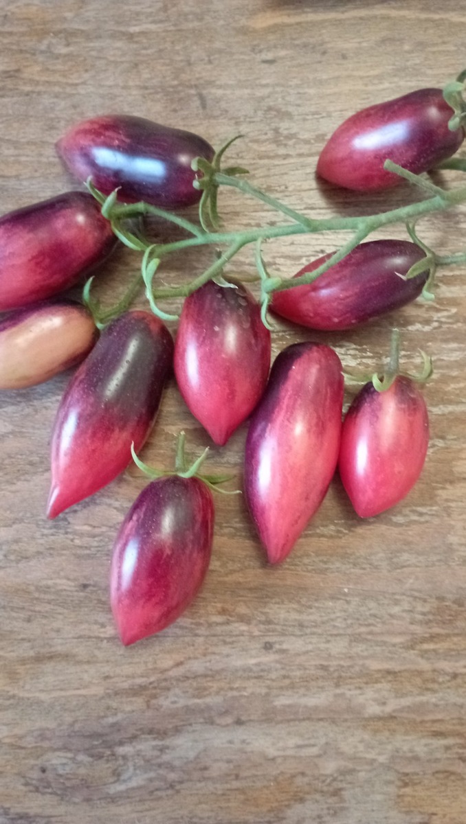 Эта "Сливка Гурман" росла в теплице