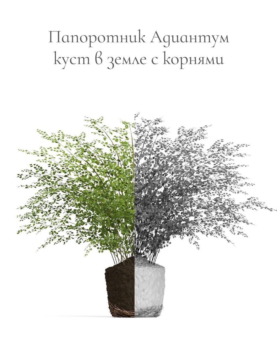 3D модели TREEZ Collection