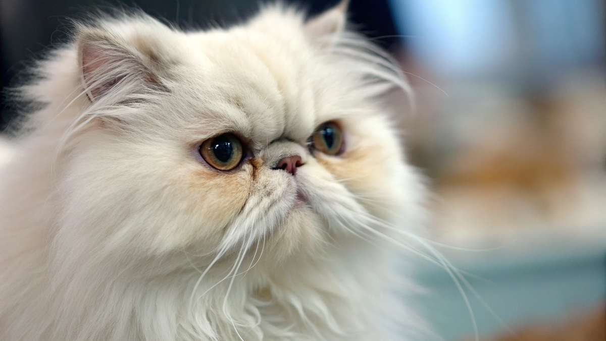 Мы можем плакать просто потому, что нос курносый