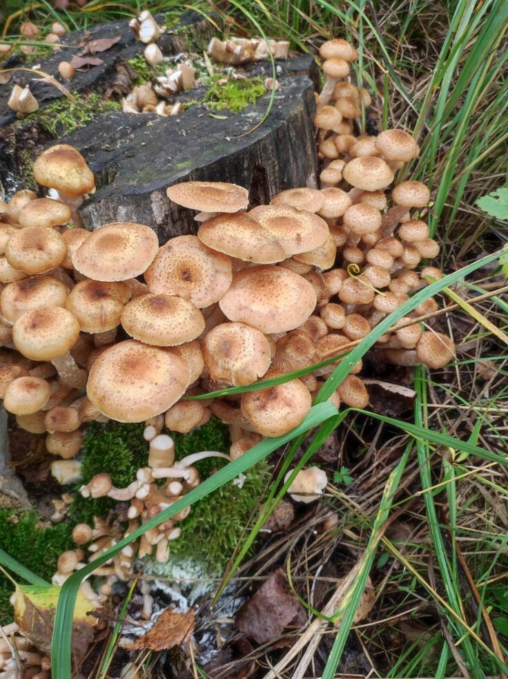 Фото сайта  Pinterest 