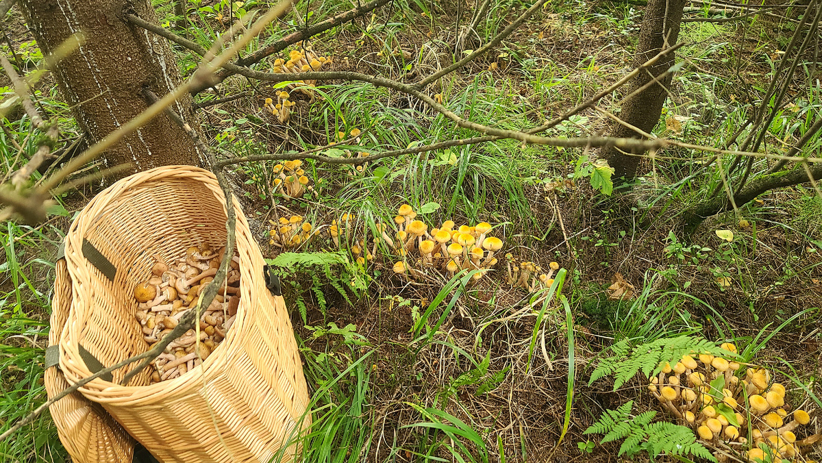 Осенние опята - основные сентябрьские уксусо-поглотители в Подмосковье