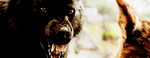 кадры из фильма "Сумерки"