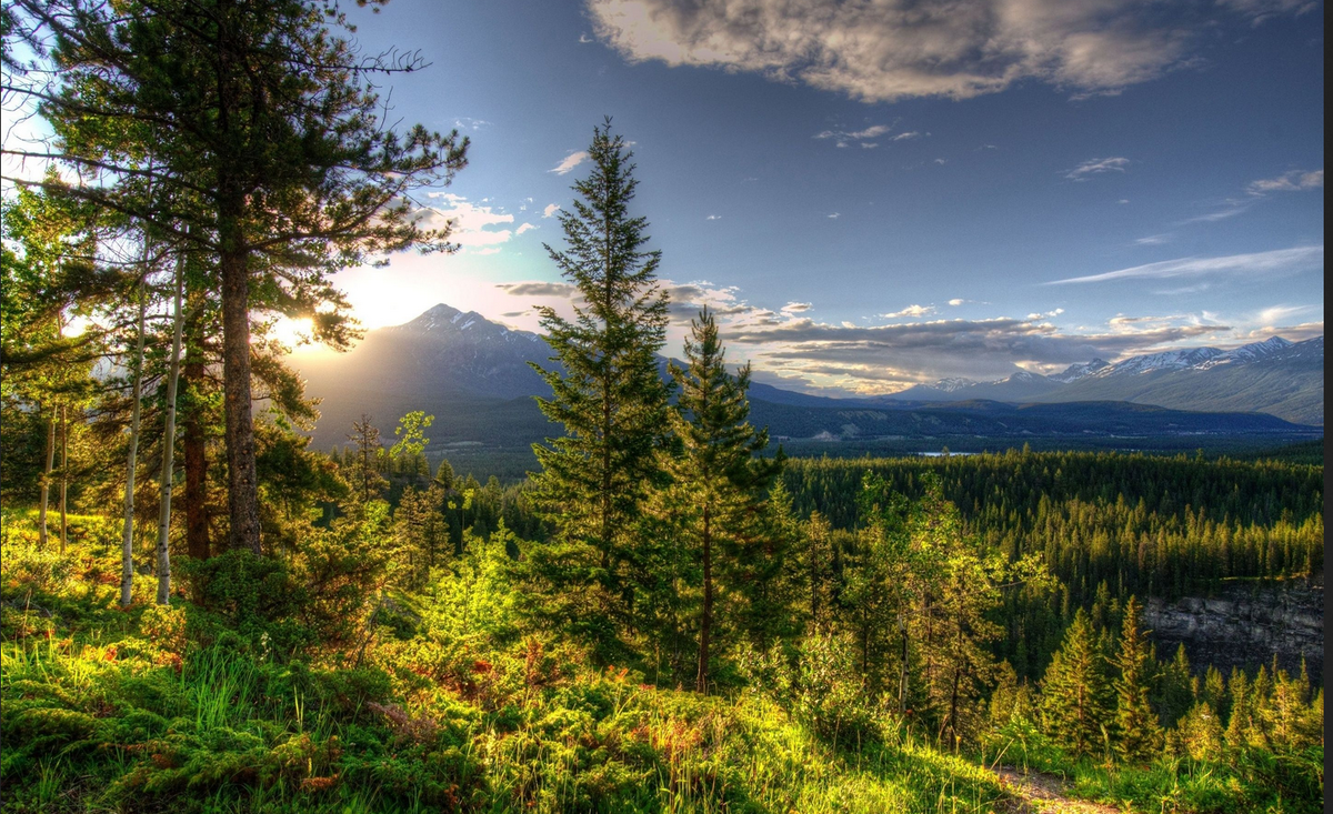 Тайга. Фото из открытого источника в Яндексе