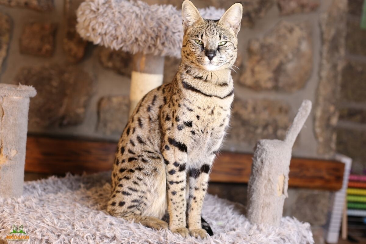 Саванна