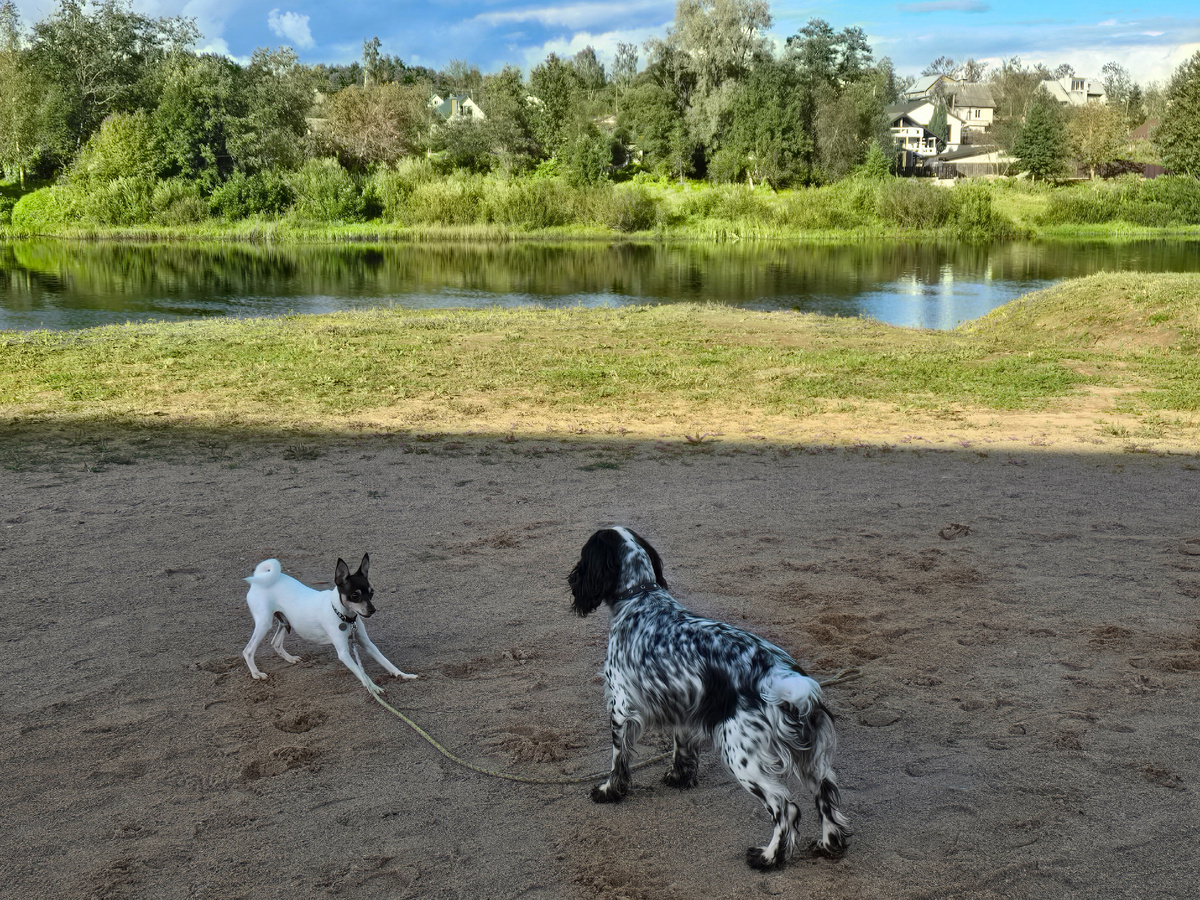 Новые знакомства в мире четвероногих