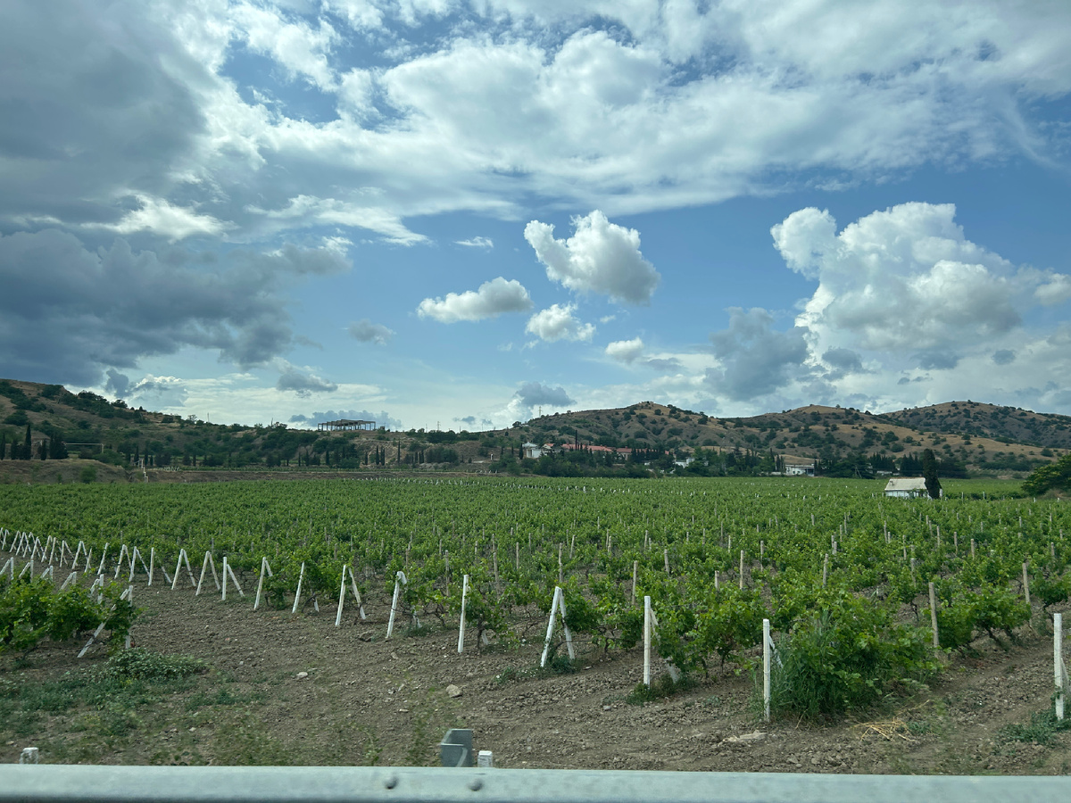 Виноградники в Крыму