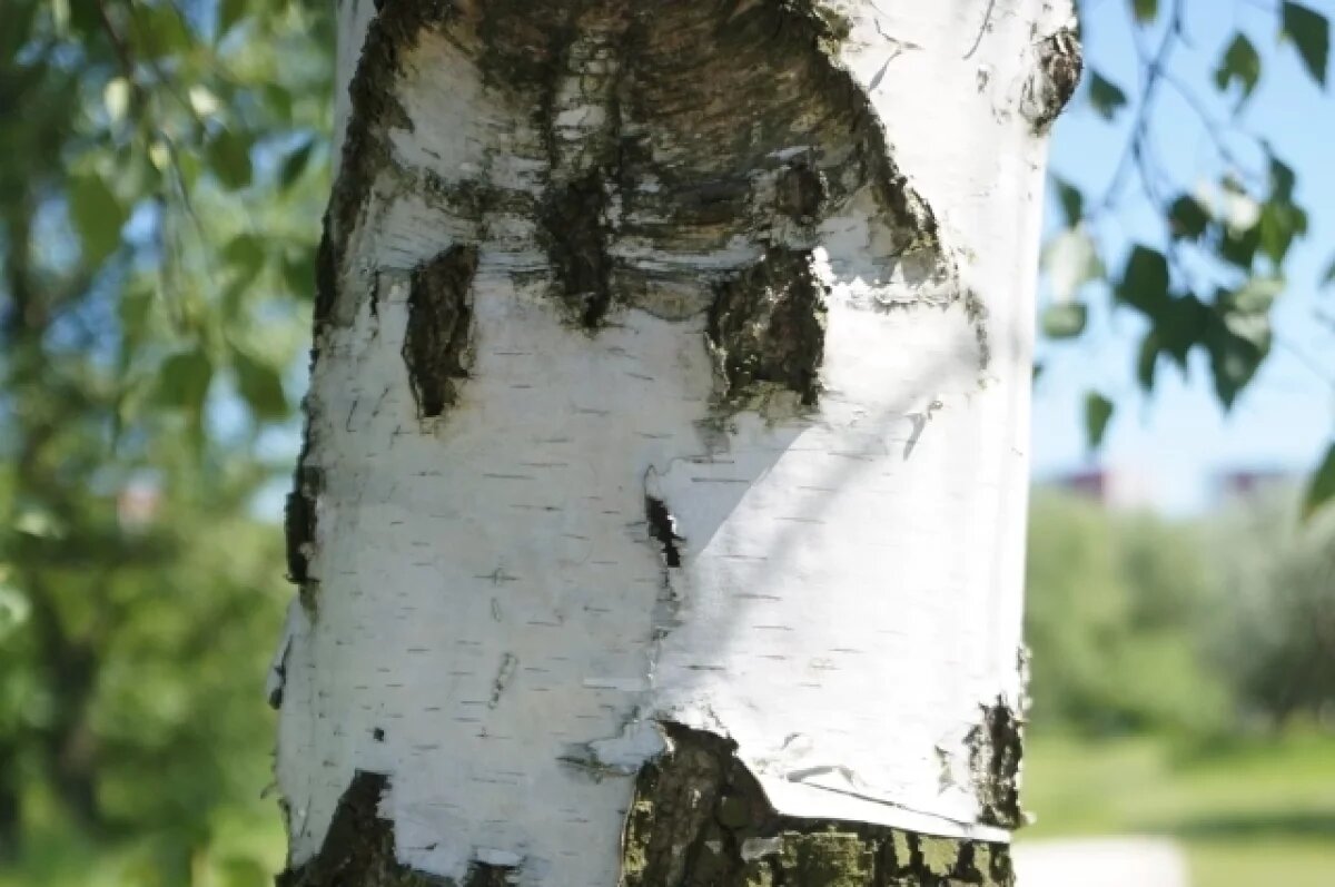    В республике намерены увеличить плантации для выращивания карельской берёзы