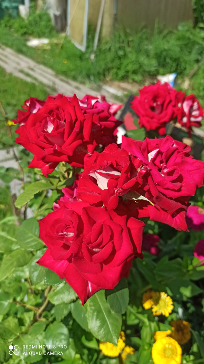 Шикарные розы в этом году 