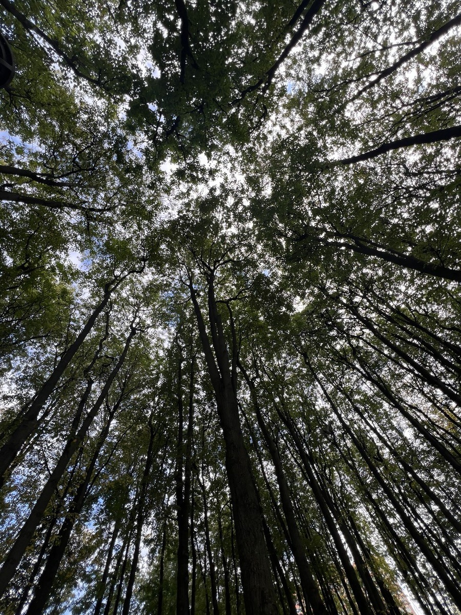 Липовый Парк в Москве. Утро, воскресенье, 7 сентября 2025. Небо надо мной, тишина рядом со мной, любовь моих родных и близких в моём сердце. Фото из личного архива автора.