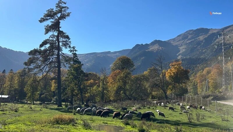      Фото: ИА «Победа26»