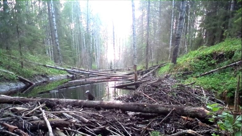    Заповедник «Киквач» показал выдру в гостях у бобров. Фото: Максим Сыроежин