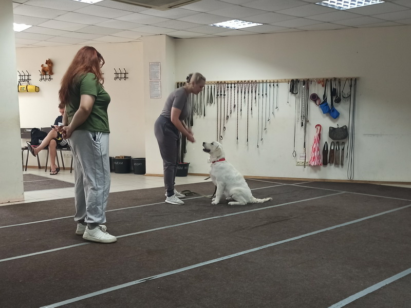 Голден ретривер Малина. Индивидуальное занятие по дрессировке (послушание). Тольятти, 26 августа 2025.