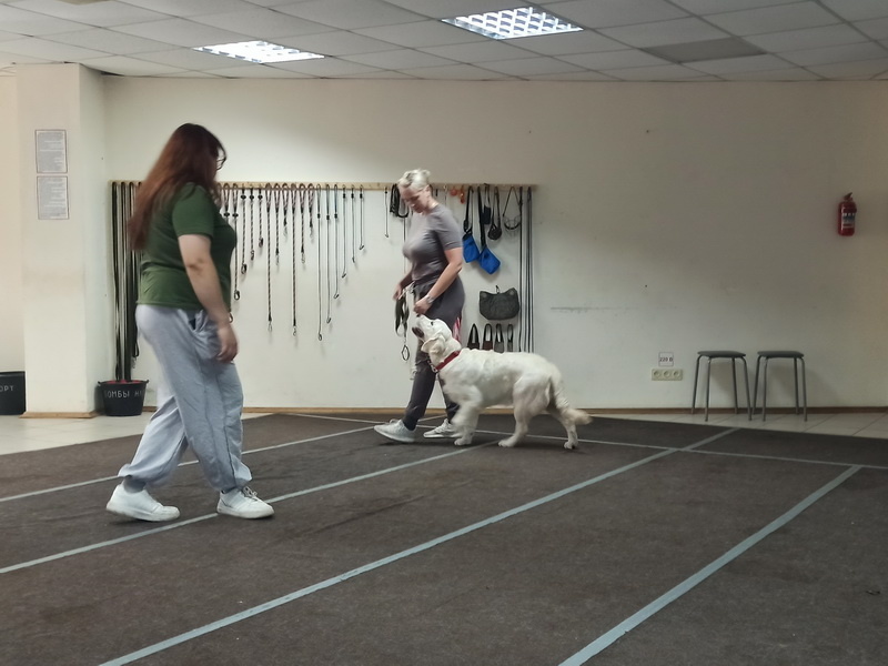 Голден ретривер Малина. Индивидуальное занятие по дрессировке (послушание). Тольятти, 26 августа 2025.