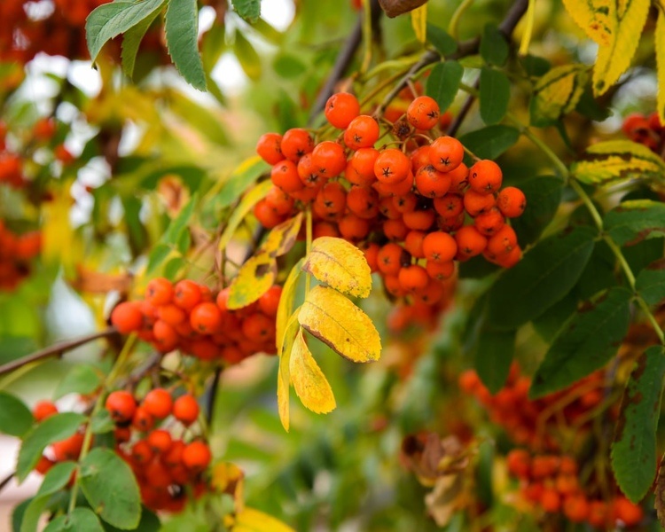     В Курской области 9 сентября ожидаются дожди, туман и +24 градуса