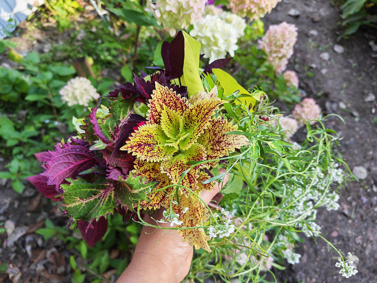 Срезала букет на зиму. 