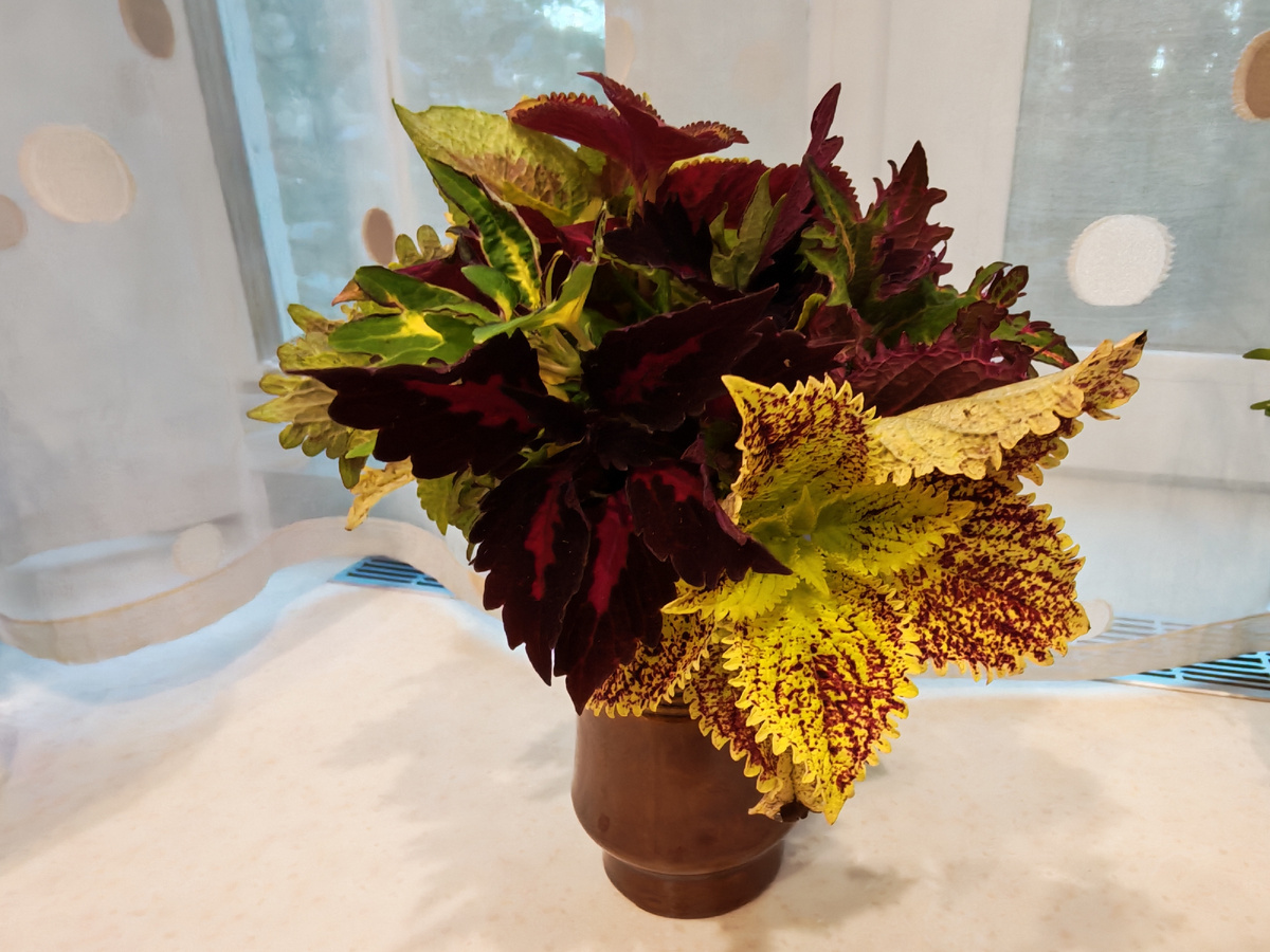 В вазе черенки смотрятся не хуже цветов. 