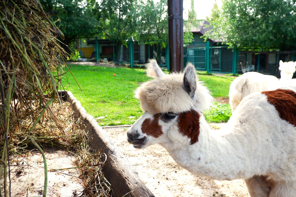 Альпака по имени Джемка