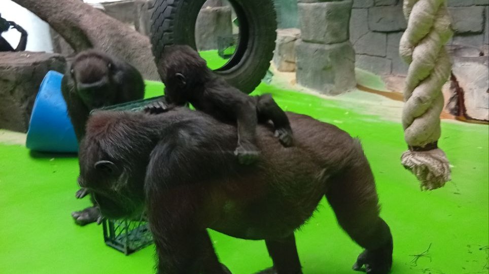 Очаровательный детёныш Квито.Московский зоопарк.