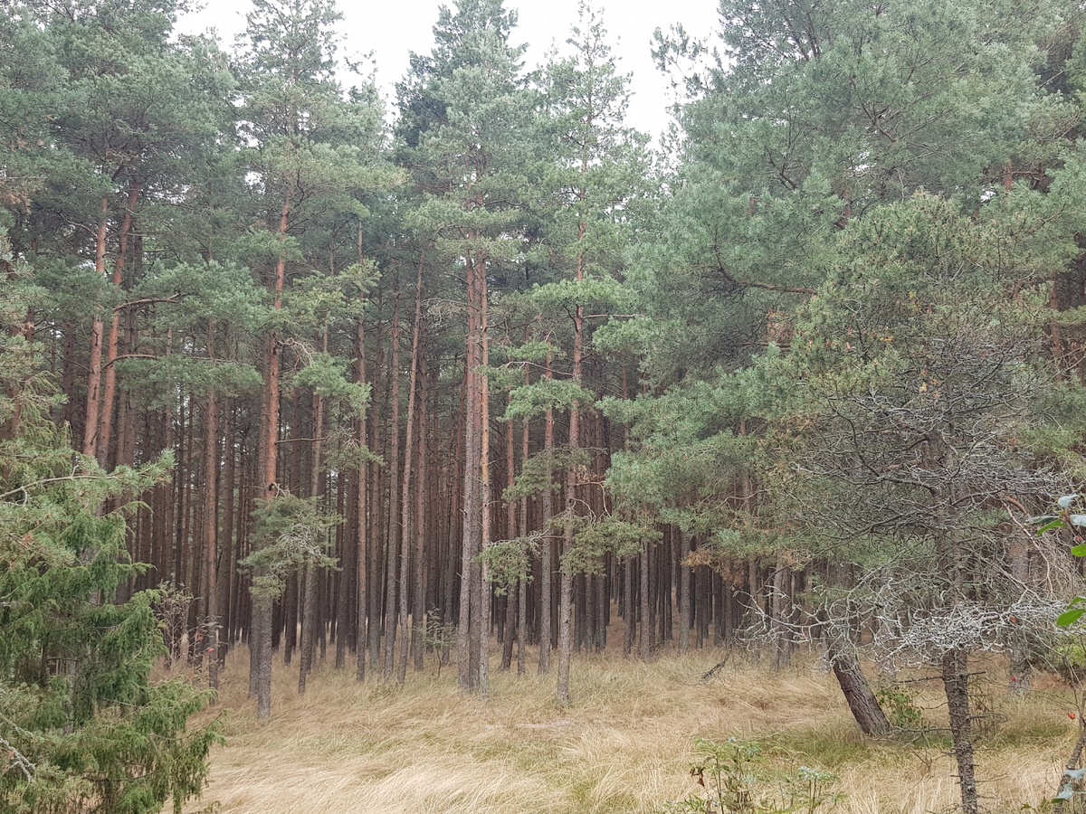 Сосновый лес. Фото автора. 