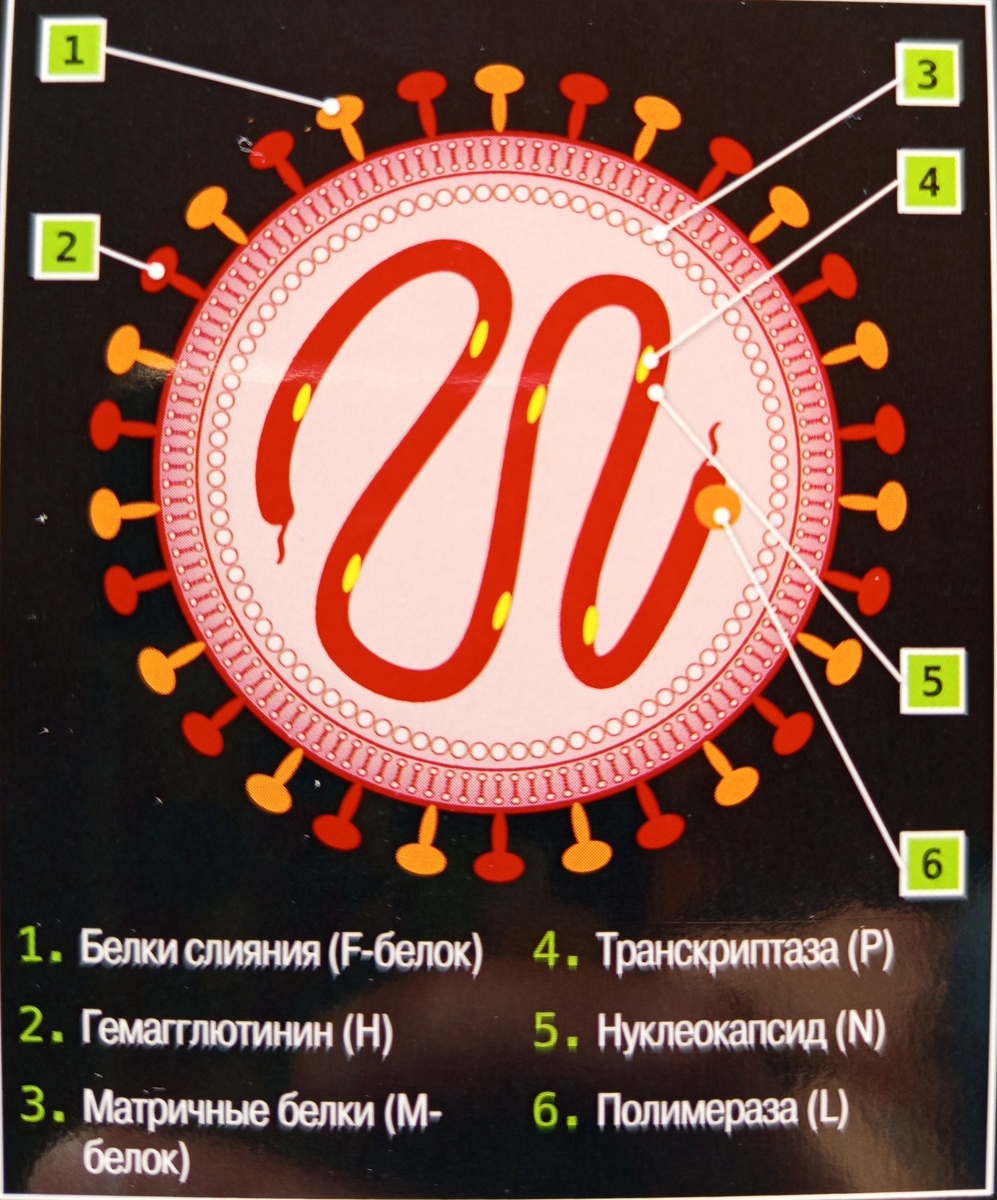 Паромиксовирус