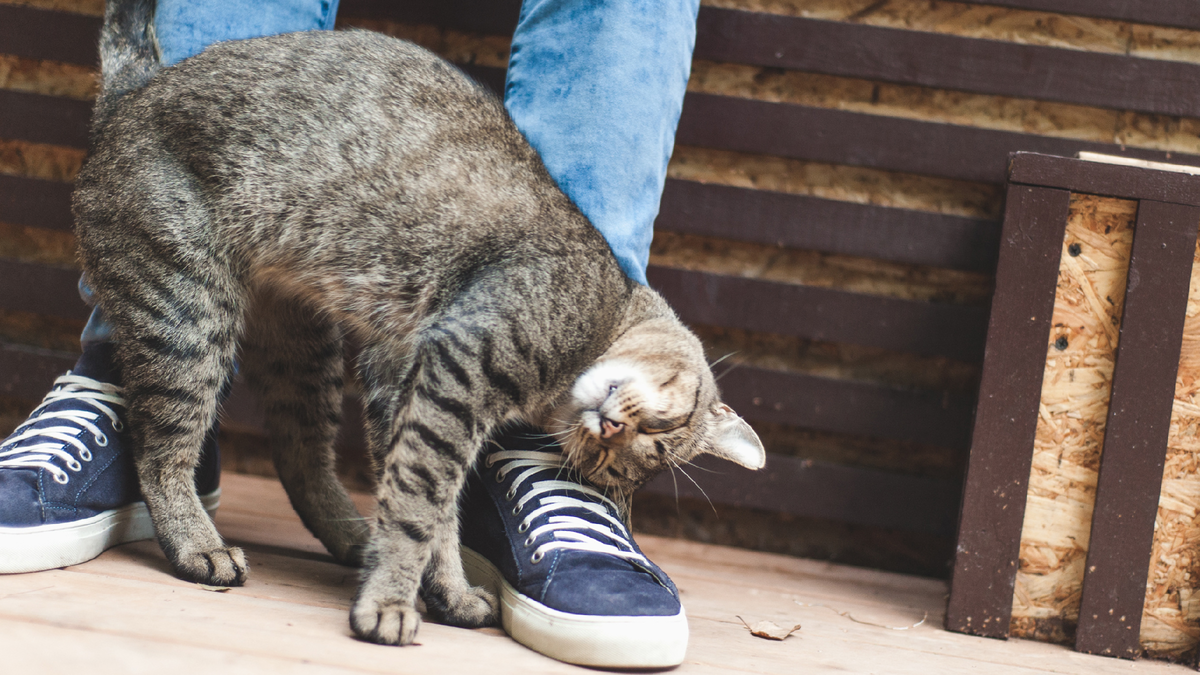 Я хочу сообщить что-то важное!