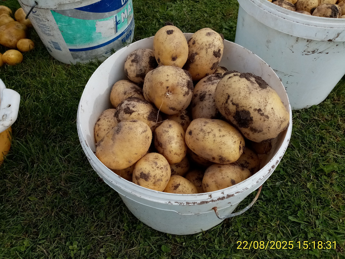 Сегодня ранний картофель был довольно сухой и чистый