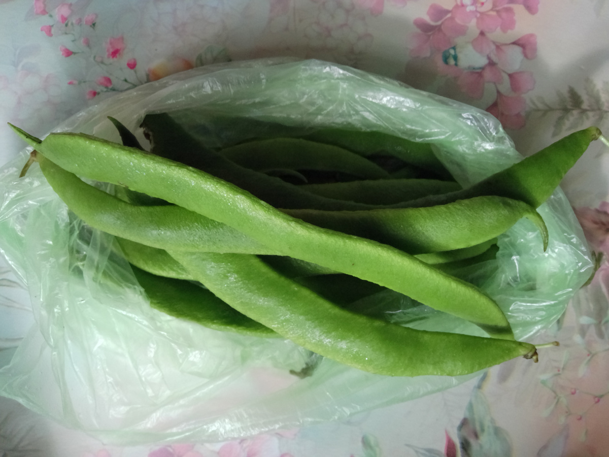 Фото автора. Фасоль с дачи